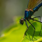 Agrion